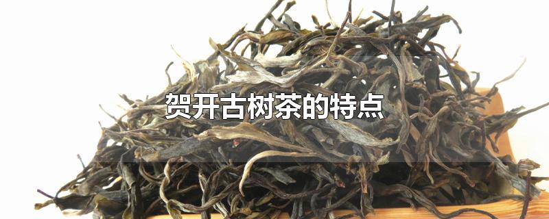 贺开古树茶的特点