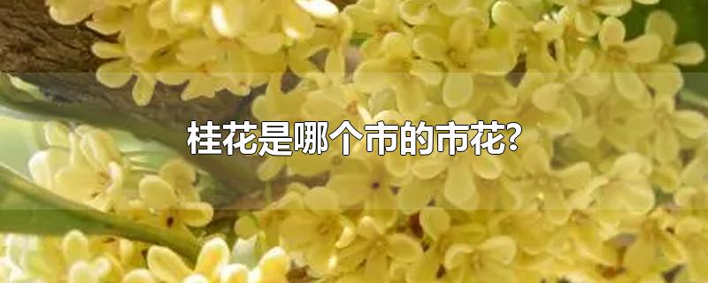 桂花是哪个市的市花?