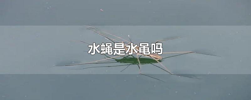 水蝇是水黾吗