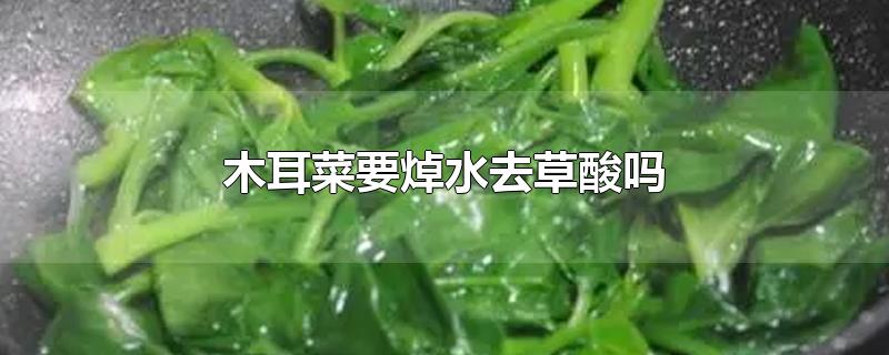 木耳菜要焯水去草酸吗