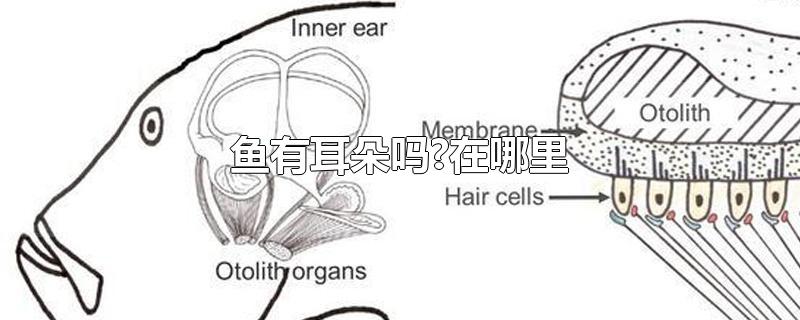 鱼有耳朵吗?在哪里