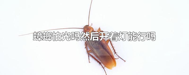 蟑螂怕光吗然后开着灯能行吗