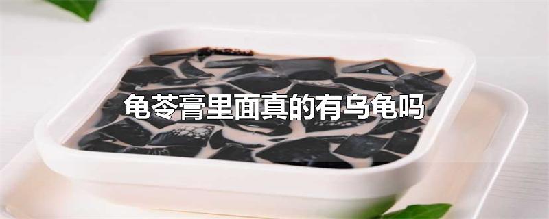 龟苓膏里面真的有乌龟吗-最新龟苓膏里面真的有乌龟吗整理解答