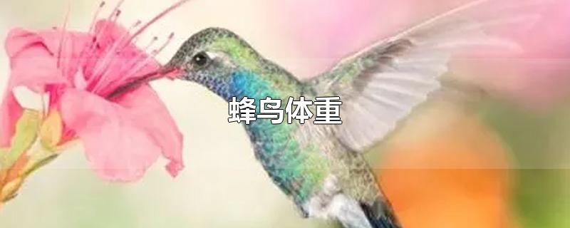 蜂鸟体重-最新蜂鸟体重整理解答