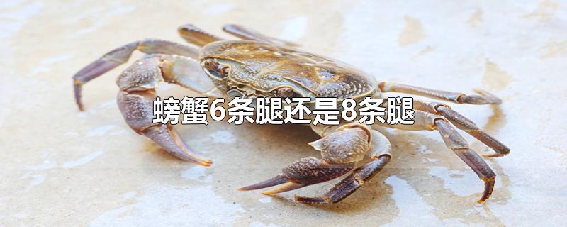 螃蟹6条腿还是8条腿