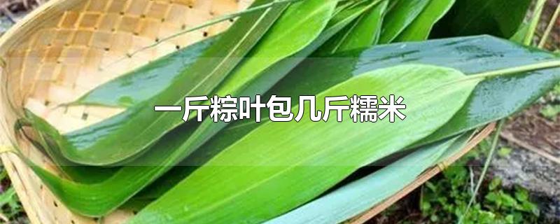 一斤粽叶包几斤糯米-最新一斤粽叶包几斤糯米整理解答