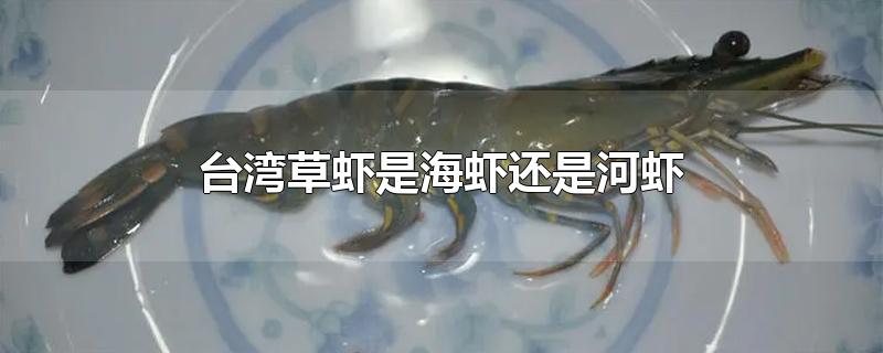 草虾是海虾还是河虾图片