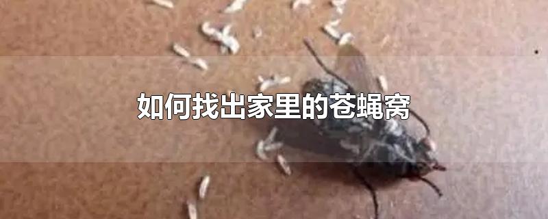 如何找出家里的苍蝇窝-最新如何找出家里的苍蝇窝整理解答