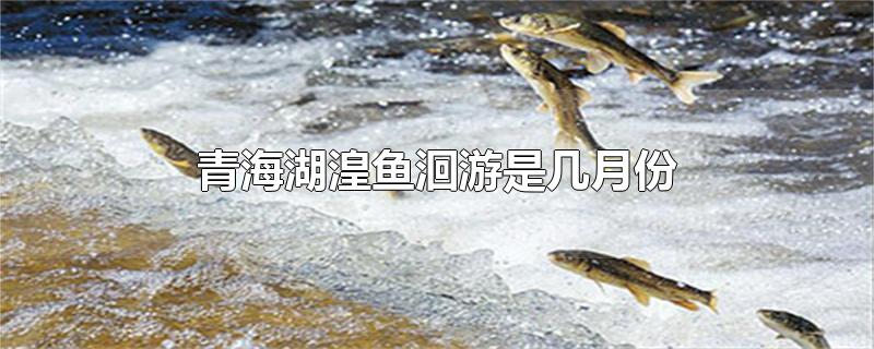 青海湖湟鱼洄游是几月份-最新青海湖湟鱼洄游是几月份整理解答