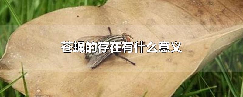 苍蝇的存在有什么意义