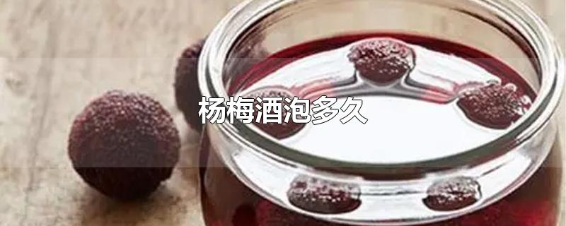 杨梅酒泡多久