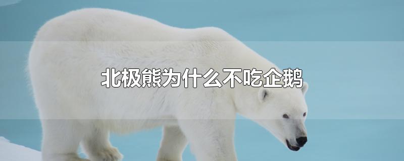 北极熊为什么不吃企鹅