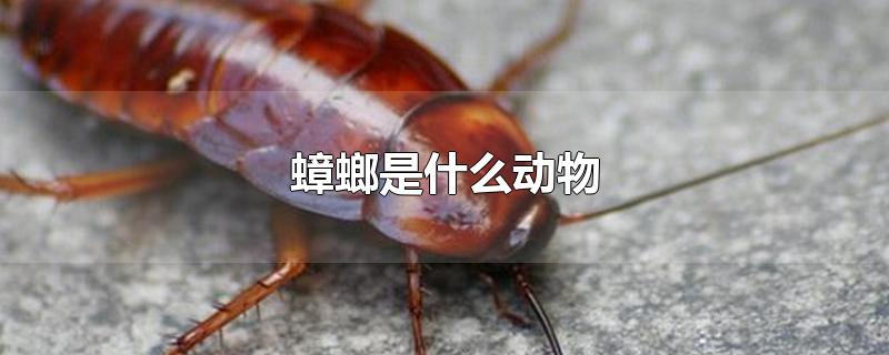 蟑螂是什么动物-最新蟑螂是什么动物整理解答