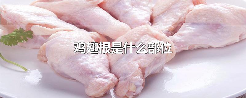 鸡翅根是什么部位