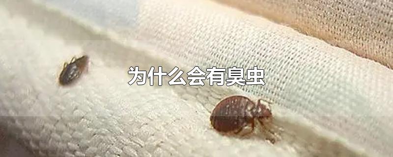 为什么会有臭虫