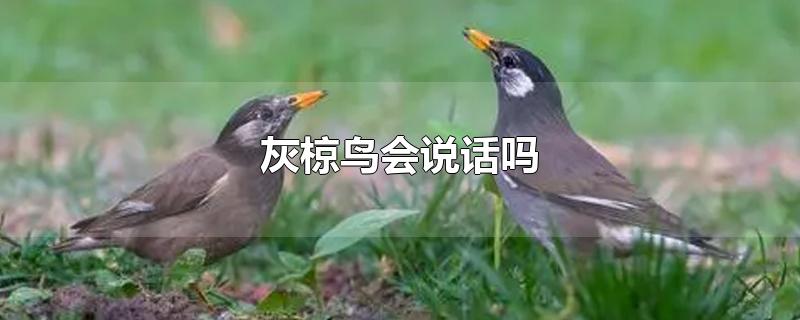 灰椋鸟会说话吗