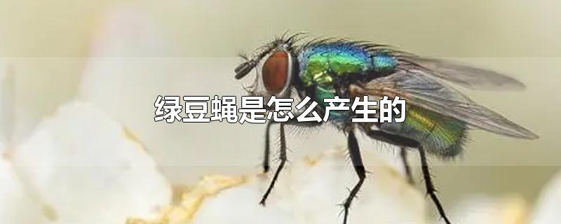 绿豆蝇是怎么产生的