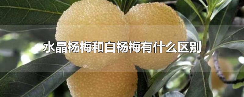 水晶杨梅和白杨梅有什么区别