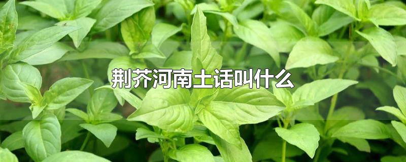 荆芥河南土话叫什么-最新荆芥河南土话叫什么整理解答