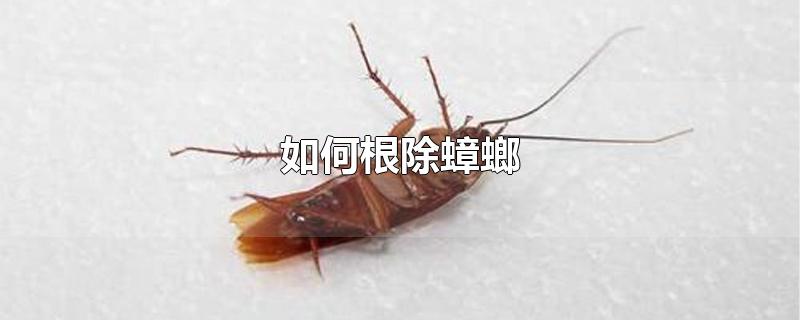 如何根除蟑螂-最新如何根除蟑螂整理解答