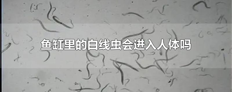 鱼缸里的白线虫会进入人体吗-最新鱼缸里的白线虫会进入人体吗整理解答