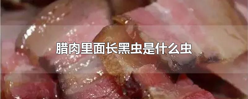 腊肉里面长黑虫是什么虫