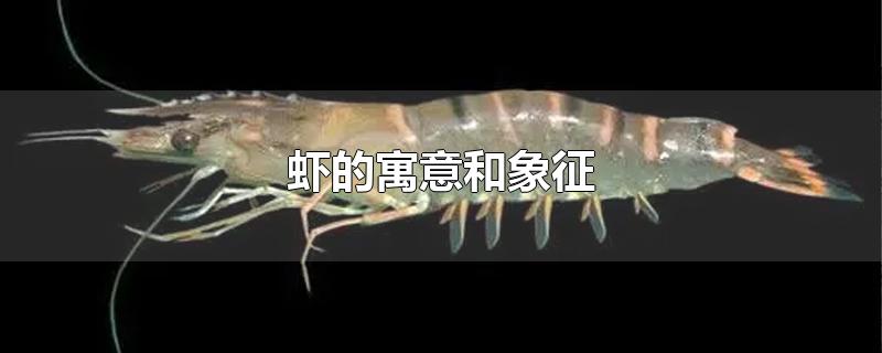 虾的寓意和象征-最新虾的寓意和象征整理解答