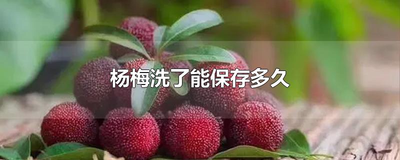 杨梅洗了能保存多久-最新杨梅洗了能保存多久整理解答