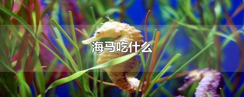 海马吃什么-最新海马吃什么整理解答