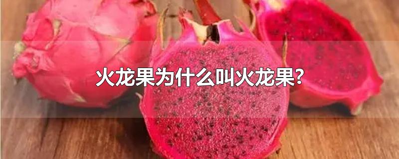 火龙果为什么叫火龙果?-最新火龙果为什么叫火龙果?整理解答