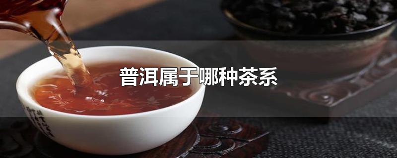 普洱属于哪种茶系-最新普洱属于哪种茶系整理解答