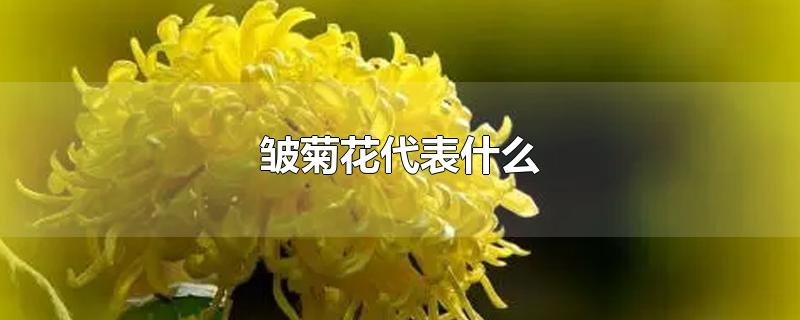 皱菊花代表什么-最新皱菊花代表什么整理解答