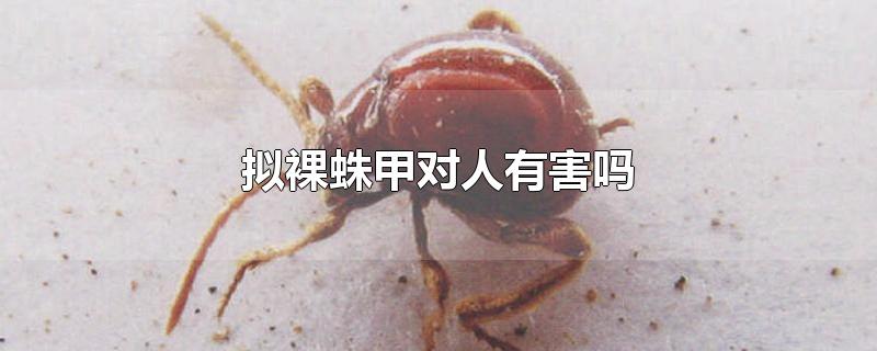 裸蛛甲虫的危害图片