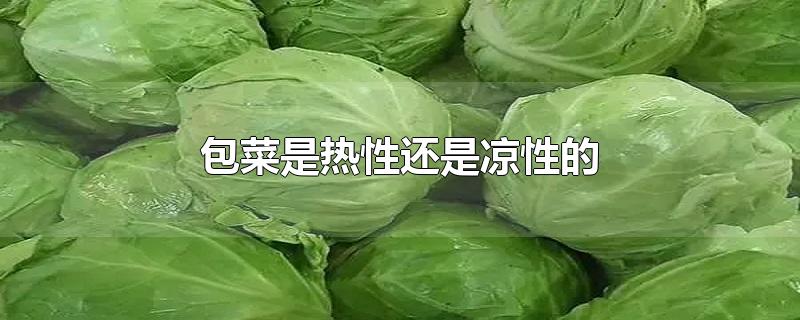 包菜是热性还是凉性的-最新包菜是热性还是凉性的整理解答