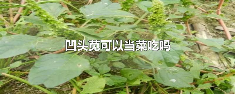 凹头苋可以当菜吃吗