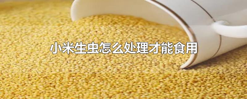 小米生虫怎么处理才能食用-最新小米生虫怎么处理才能食用整理解答