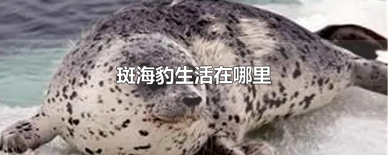 斑海豹生活在哪里-最新斑海豹生活在哪里整理解答