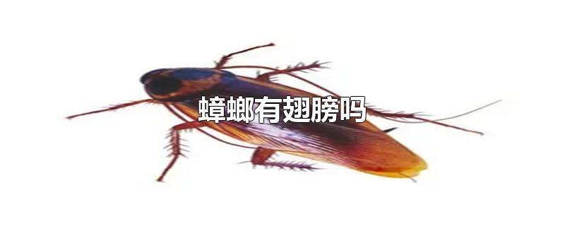 蟑螂有翅膀吗-最新蟑螂有翅膀吗整理解答