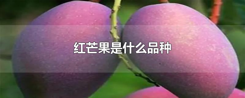 红芒果是什么品种