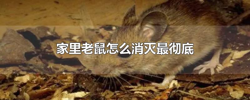 家里老鼠怎么消灭最彻底-最新家里老鼠怎么消灭最彻底整理解答