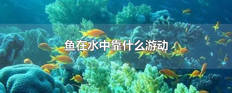 鱼在水中靠什么游动-最新鱼在水中靠什么游动整理解答