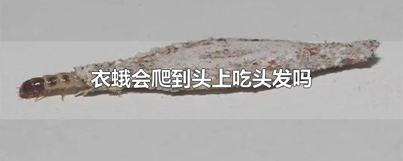 衣蛾会爬到头上吃头发吗-最新衣蛾会爬到头上吃头发吗整理解答