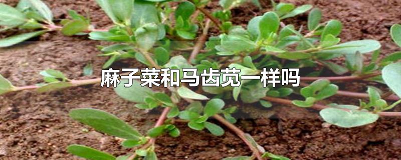 麻子菜和马齿苋一样吗-最新麻子菜和马齿苋一样吗整理解答