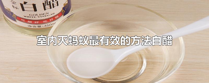 室内灭蚂蚁最有效的方法白醋-最新室内灭蚂蚁最有效的方法白醋整理解答