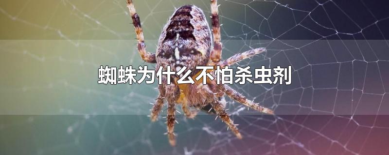 蜘蛛为什么不怕杀虫剂-最新蜘蛛为什么不怕杀虫剂整理解答