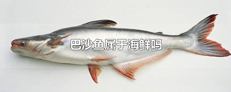 巴沙鱼属于海鲜吗-最新巴沙鱼属于海鲜吗整理解答