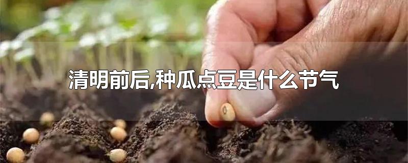 清明前后,种瓜点豆是什么节气-最新清明前后,种瓜点豆是什么节气整理解答