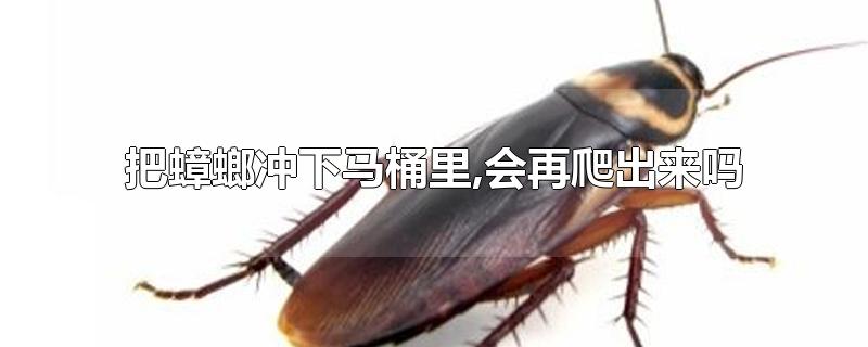 把蟑螂冲下马桶里,会再爬出来吗