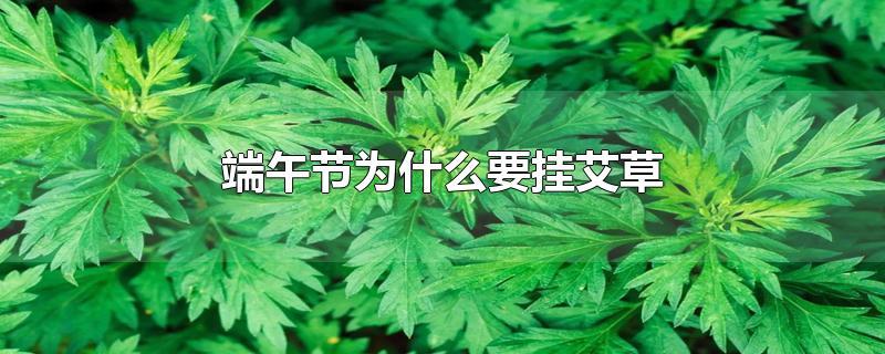 端午节为什么要挂艾草