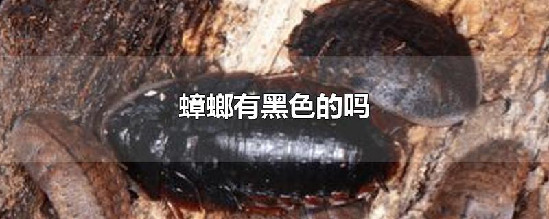 蟑螂有黑色的吗-最新蟑螂有黑色的吗整理解答